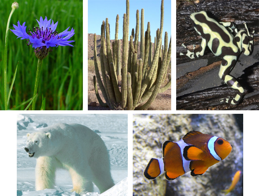 Fotos von Kornblume, Kaktus, Goldbaumsteiger, Clownfisch und Eisbär