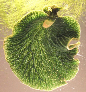 Foto: Meeresschnecke Elysia chlorotica