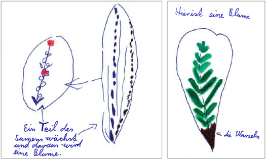 Kinderzeichnungen: Anfangsvorstellungen zum Aufbau eines Samenkorns
