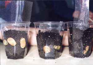 Foto: Die Samenkörner werden in durchsichtige Blumentöpfe gepflanzt