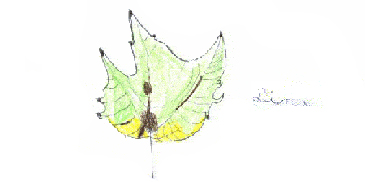 Zeichnung eines Blattes