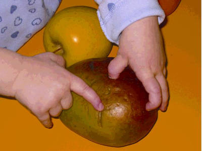 Foto: Ein Kind untersucht, wie weich die Mango ist