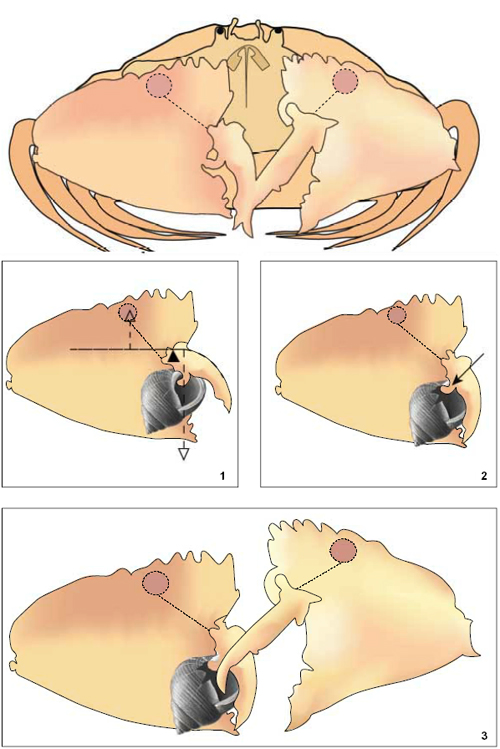 Zeichnung: Eine Krabbe öffnet mit seinen Zangen ein Schneckengehäuse