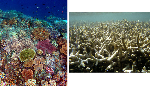Fotos: Korallen an einem Riff in Osttimor und ausgeblichene Korallen