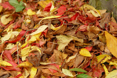 Foto: Blätterhaufen im Herbst