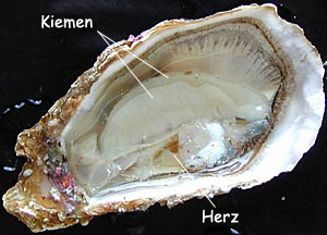 Foto: Kiemen und Herz der Auster