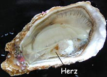 Foto: Herz einer Auster