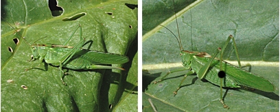 Fotos: Weibchen und Männchen der Heuschrecke