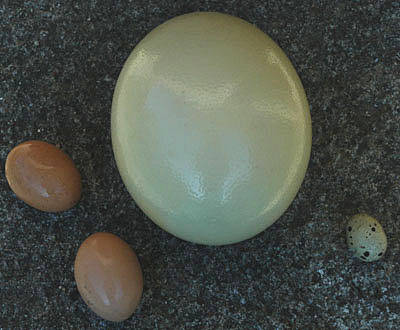 Foto: Eier von Huhn, Strauß und Wachtel
