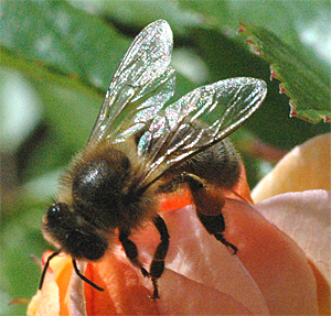 Foto: Pollen sammelnde Biene