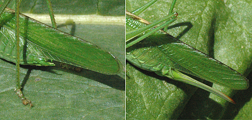 Fotos: Hinterleib einer männlichen und einer weiblichen Heuschrecke